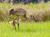 A1B9113c  Sandhill Crane (Grus canadensis) - adult with 2.5 week-old chick